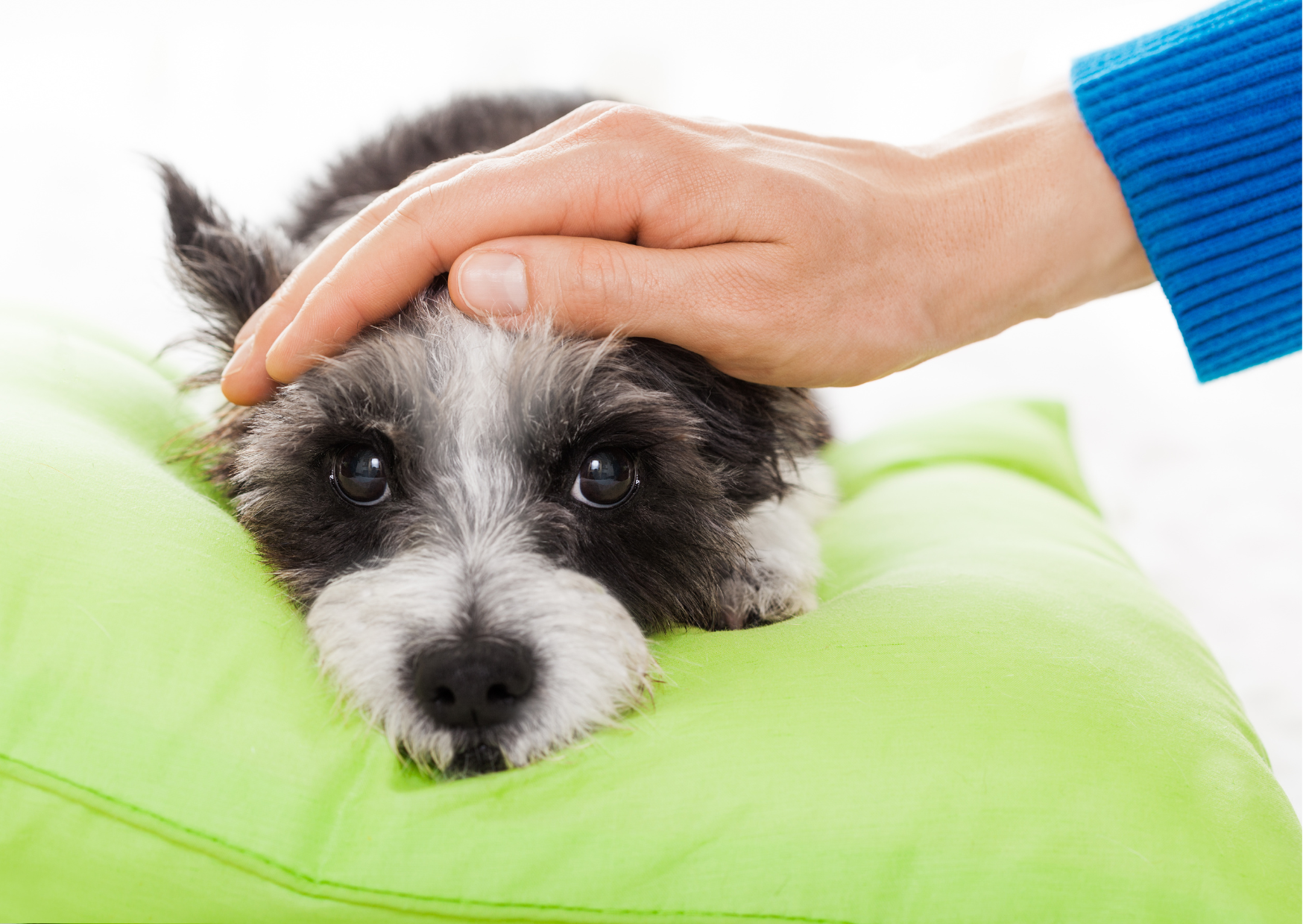 犬と猫の心疾患の薬物療法 犬と猫の心疾患の薬物療法｜EDUWARD eBook