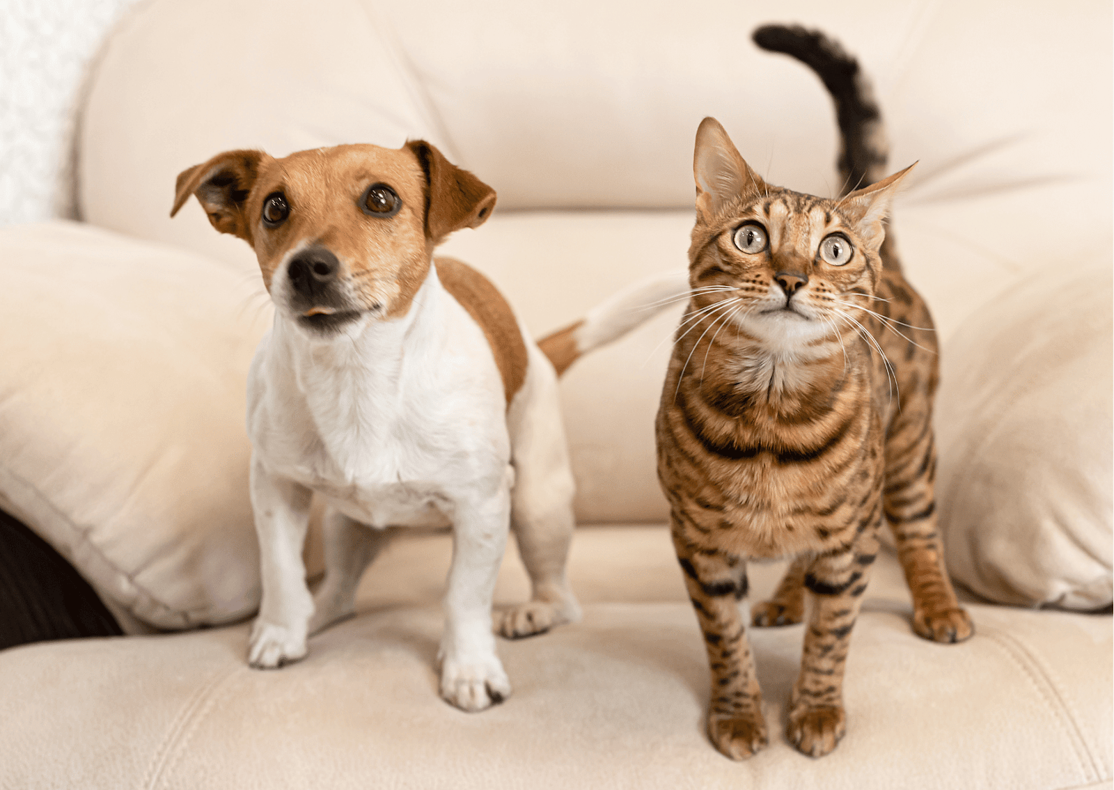 犬の心雑音って治るの？｜心臓病がかくれている可能性も - 宮城県大崎