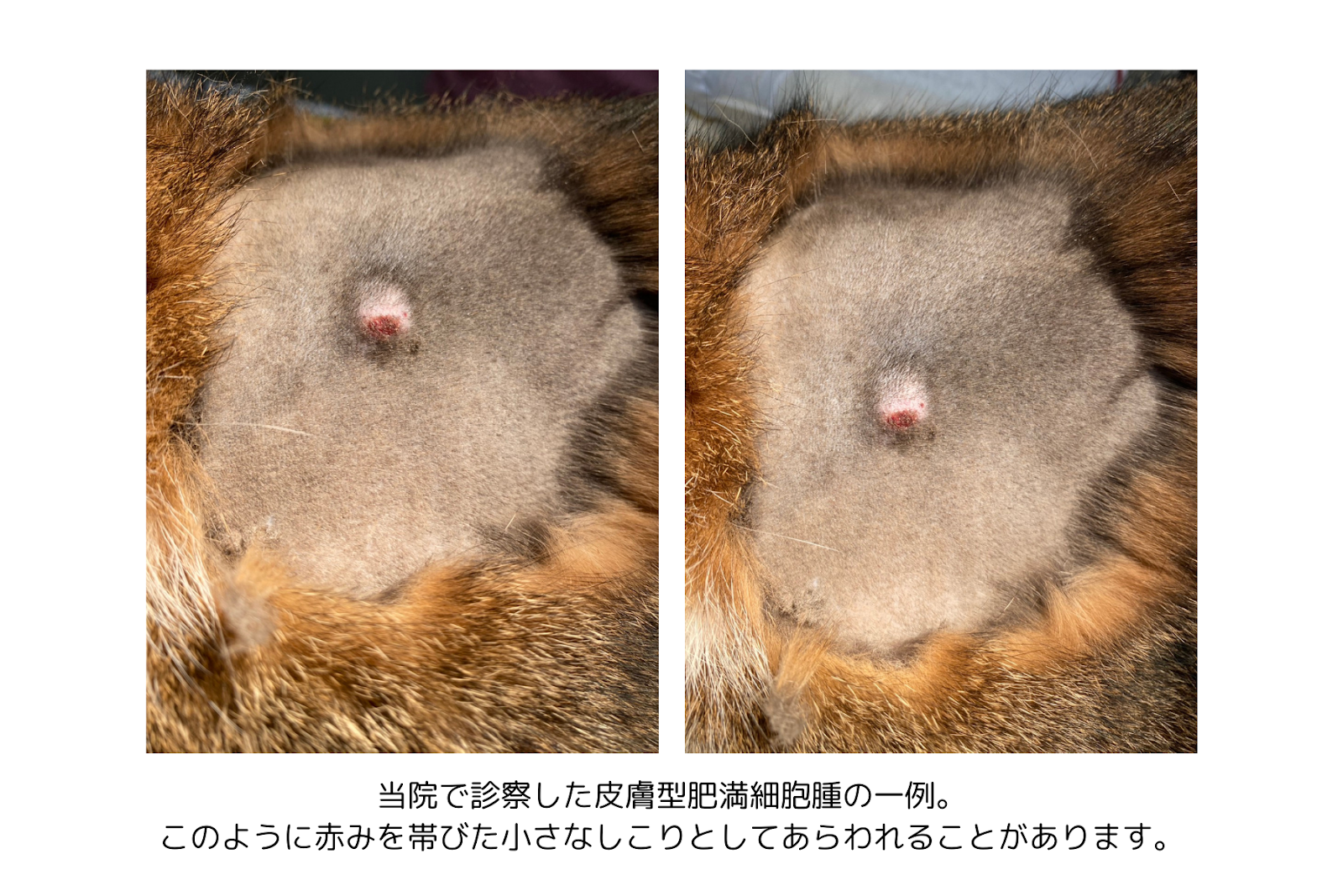 当院で診察した皮膚型肥満細胞腫の一例画像。赤みを帯びた小さなしこりが写されている。