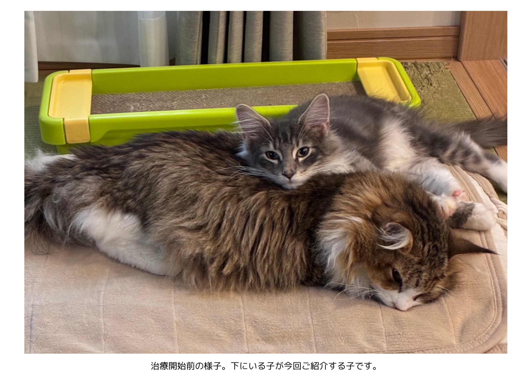 サイベリアンの猫2匹の写真。手前にいる今回の症例の猫は、FIP治療開始前で、腹水によるお腹の張りや元気・食欲の低下が見られていた時期の様子。