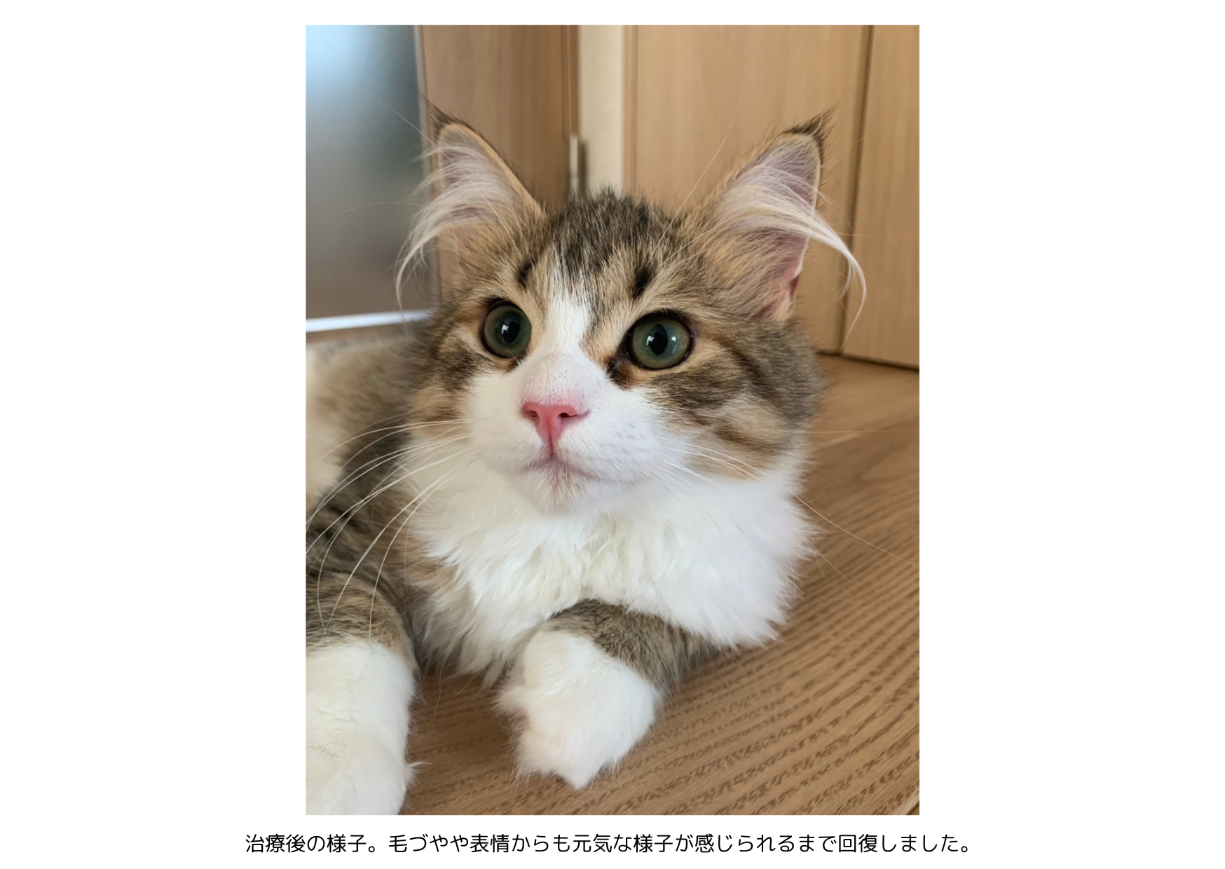 FIP治療後のサイベリアンの猫。目の輝きや表情にも元気が戻り、安定した様子で過ごしている状態。